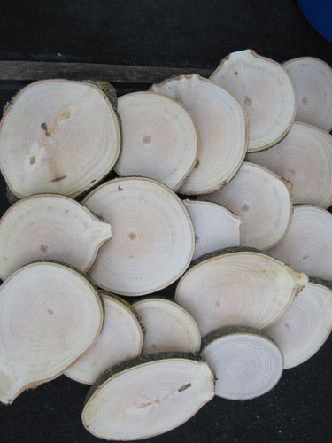Holzscheiben esche - ,
