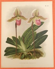 Cypripedium Orphanum Orchideen