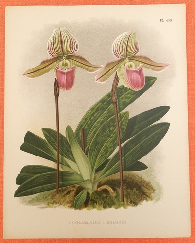 Cypripedium orphanum orchideen - cypripedium,
