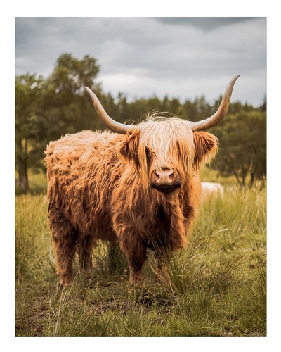 Highland-Kuh-Wandkunst