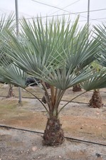 Blaue Hesperiden-Palme (Brahea armata), Jungpflanze