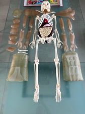 Menschliches Skelett, Knochen, Anatomie, 110cm groß, Dekoration, 