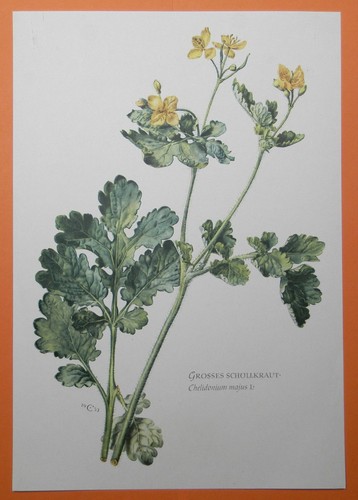 Schöllkraut chelidonium majus - schöllkraut,