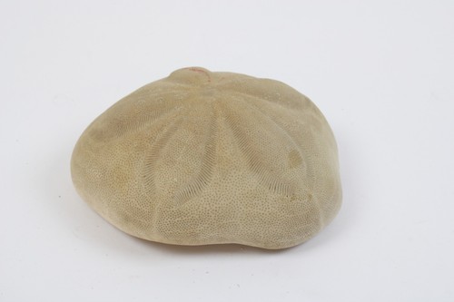 Fossiler seeigel clypeaster - fossiler,