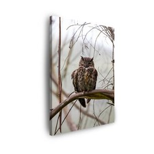 Leinwandbild Tiere Ruhende Eule Schlafende Eule Größe 40x30-120x80 cm