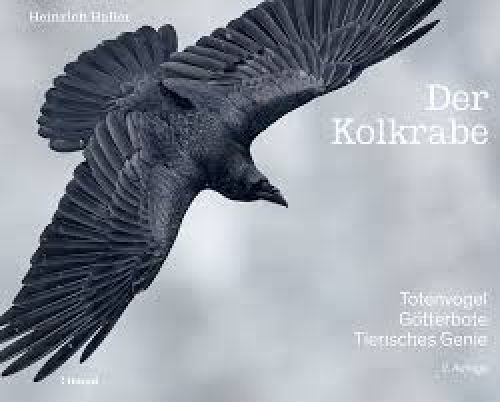 Der kolkrabe totenvogel - kolkrabe,