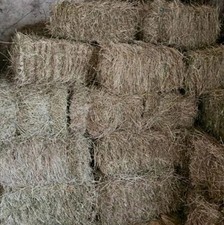 Heuballen Heu Quader  - 1. Schnitt Futter Pferde Schafe Kaninchen  - Spreewald 