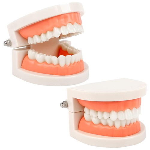 2pcs zahnmodell kinder - 2pcs,
