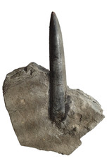 Acrocoelites rani Belemnit