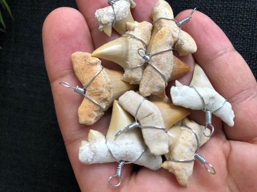 Shark tooth pendant - 5x,
