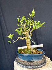 Pfaffenhütchen Bonsai