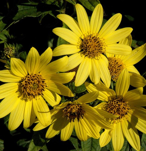 Stauden sonnenblume giganteus - stauden,