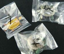 Wildtiere 3 Schildkröte Wasserschildkröte Meerestiere Konvolut Tiere  Sp445