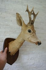 Altes Tierpräparat Rehbock Rehkopf ausgestopft präpariert taxidermy