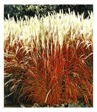 Ziergras indian summer 1 - summer',