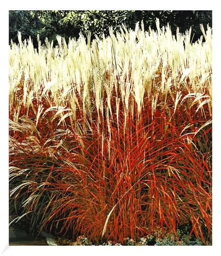 Ziergras indian summer - ziergras, summer'
