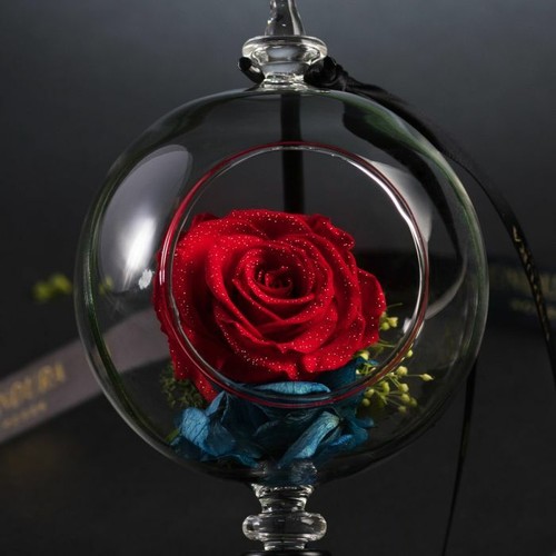 Staude von endura rosen 100 - rosen, 100%