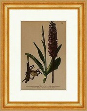 Mücken Höswurz Gymnadenia conopea L. R. Br. Krummholz Alpenflora 070 Gerahmt