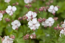 Geranium x cantabrigiense 'St. Ola', Storchschnabel, weiß, ca. 9x9 cm Topf