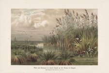 Schilfrohr Riedgras Sumpf