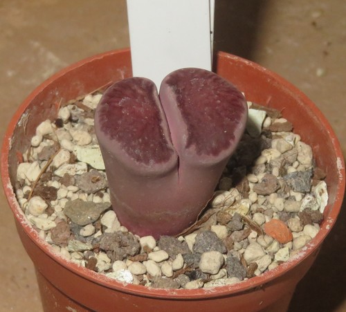 Lithops julii kikushogiyoku - lithops,