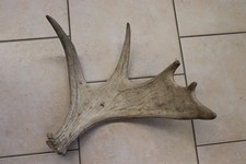 Elch Abwurfstange Geweihstange