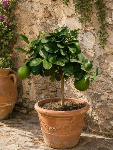Citrus limon danila - 🍋, ‘danila’