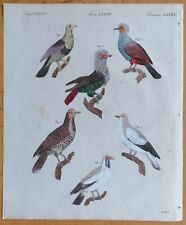 Bertuch Originaldruck Koloriert Ausländische Tauben (B) - 1792