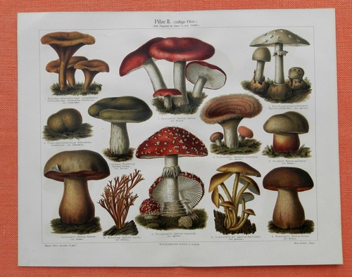 Pilze giftige fliegenpilz - pilze,