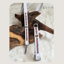 Staffordshire Bullterrier Show