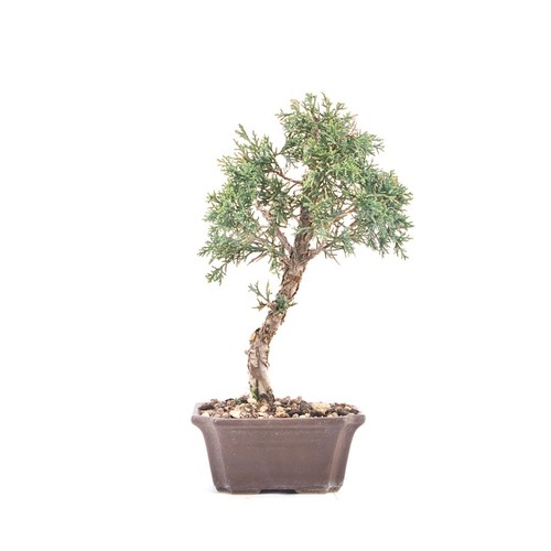 Bonsai chinesischer wacholder - bonsai,