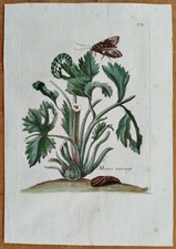 Maria Sibylla Merian