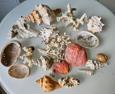 Konvolut,  Muschel, Meeresschnecke, Koralle Aquarium Decko