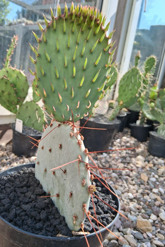 Genau dieser opuntia - genau, dieser: