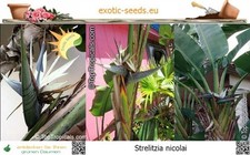 Strelitzia nicolai -