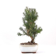Bonsai eibe hybrid taxus - bonsai,