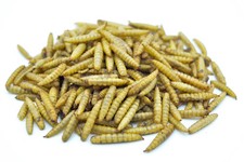 0,2 - 20KG Soldatenfliegenlarven getrocknet wie Mehlwürmer Vögel Igel Koi Nager