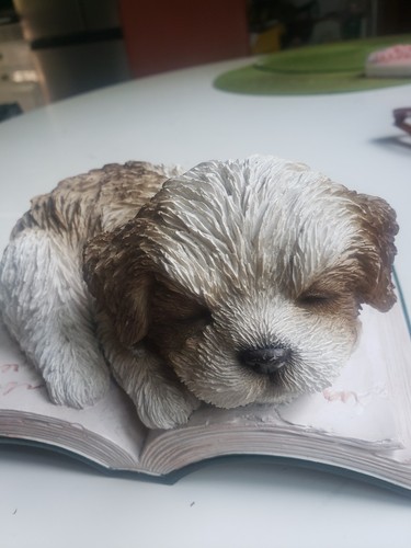 Kleiner schlafender hund auf - kleiner,