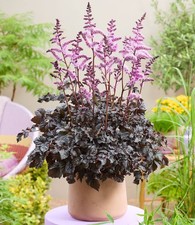 BALDUR Garten Astilbe 'Dark