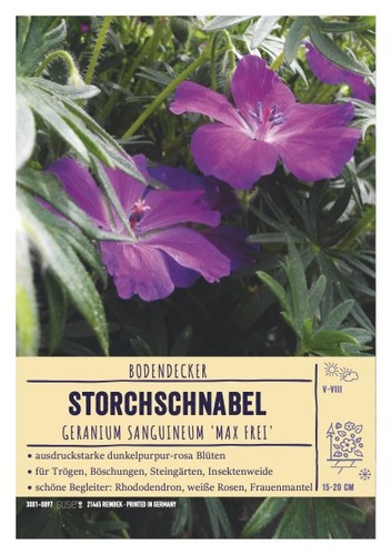 Geranium sanguineum max frei - 'max, frei'