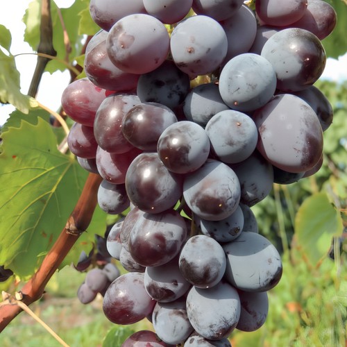 Weinrebe jupiter - weinrebe, 2l