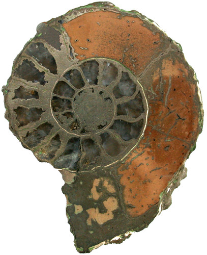 Lias pleuroceras spinatum - lias,