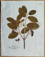 Piment Nelkenpfeffer + Vietz