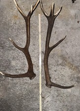 Kapitale Abwurfstange