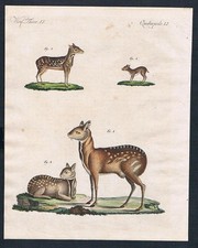 Moschustier musk deer