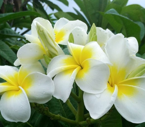 Frangipani plumeria hawaiian - plumeria, -hawaiian