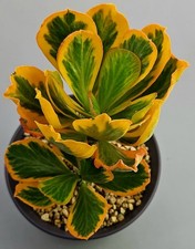 Euphorbia Poissonii Variegata