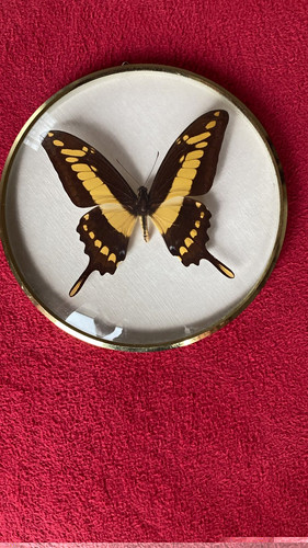Papilio thoas peru - thoas,