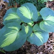 Funkie DREAM QUEEN, im Topf