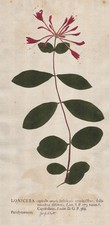 Lonicera Geißblatt